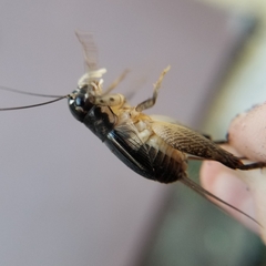 Velarifictorus micado