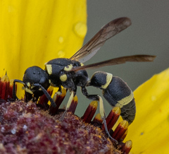 Parancistrocerus declivatus
