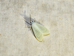 Eucereon vestalis