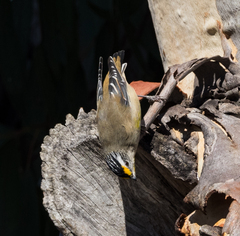 Pardalotus striatus ornatus