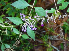 Buddleja lindleyana