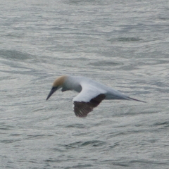 Morus serrator