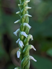 Spiranthes ovalis erostellata