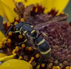 Parancistrocerus declivatus