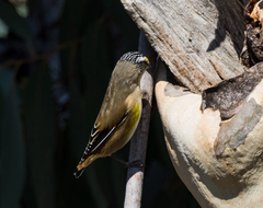 Pardalotus striatus ornatus