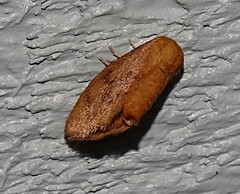 Heterogenea shurtleffi