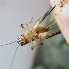 Velarifictorus micado