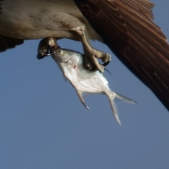 Trachinotus