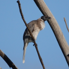 Philemon corniculatus