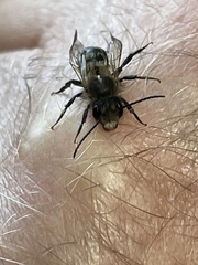 Osmia