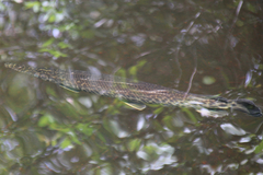 Lepisosteus platyrhincus