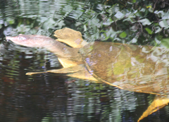 Apalone ferox