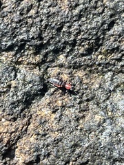 Endeodes collaris