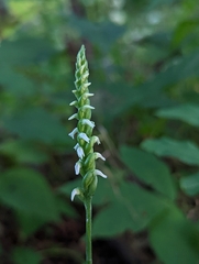 Spiranthes ovalis erostellata