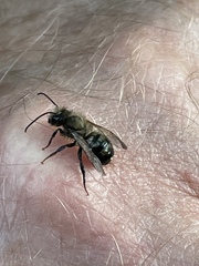 Osmia
