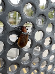 Ecnolagria rufescens