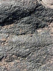 Endeodes collaris