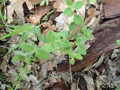 Lonicera hispidula