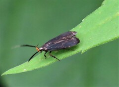 Dichomeris nonstrigella