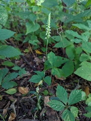 Spiranthes ovalis erostellata