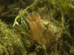 Ascidiella aspersa