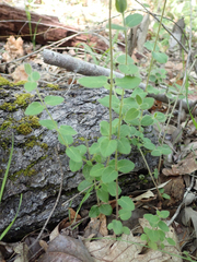 Lonicera hispidula