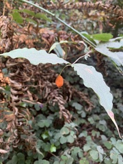 Prosartes smithii