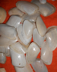 Amarilladesma mactroides