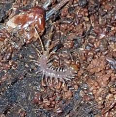 Lithobiomorpha