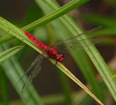 Rhodothemis rufa