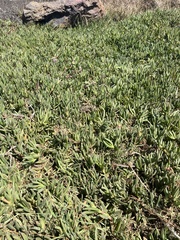 Carpobrotus chilensis