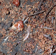 Lithobiomorpha