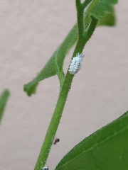 Phenacoccus solenopsis