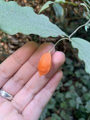 Prosartes smithii