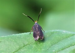 Dichomeris nonstrigella