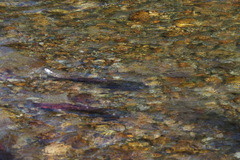 Oncorhynchus