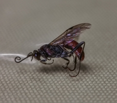 Ichneumonina