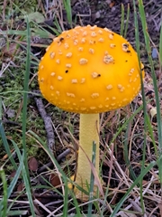 Amanita
