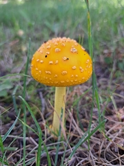 Amanita