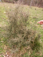 Melicytus angustifolius