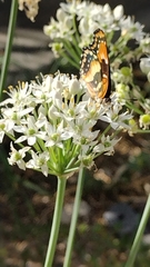 Chlosyne californica