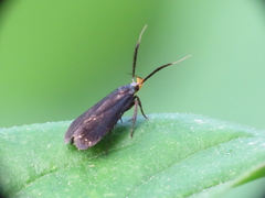 Dichomeris nonstrigella