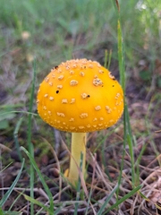 Amanita