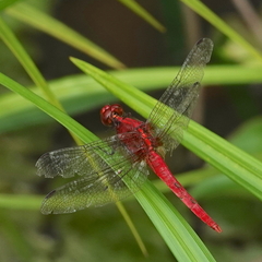 Rhodothemis rufa