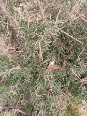 Melicytus angustifolius