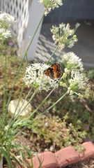 Chlosyne californica