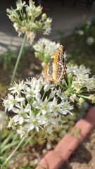 Chlosyne californica