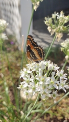Chlosyne californica