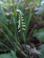 Spiranthes ovalis erostellata