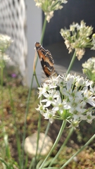Chlosyne californica